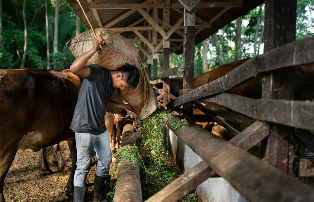 Latino worker emptying sacks of feed into cow feeders